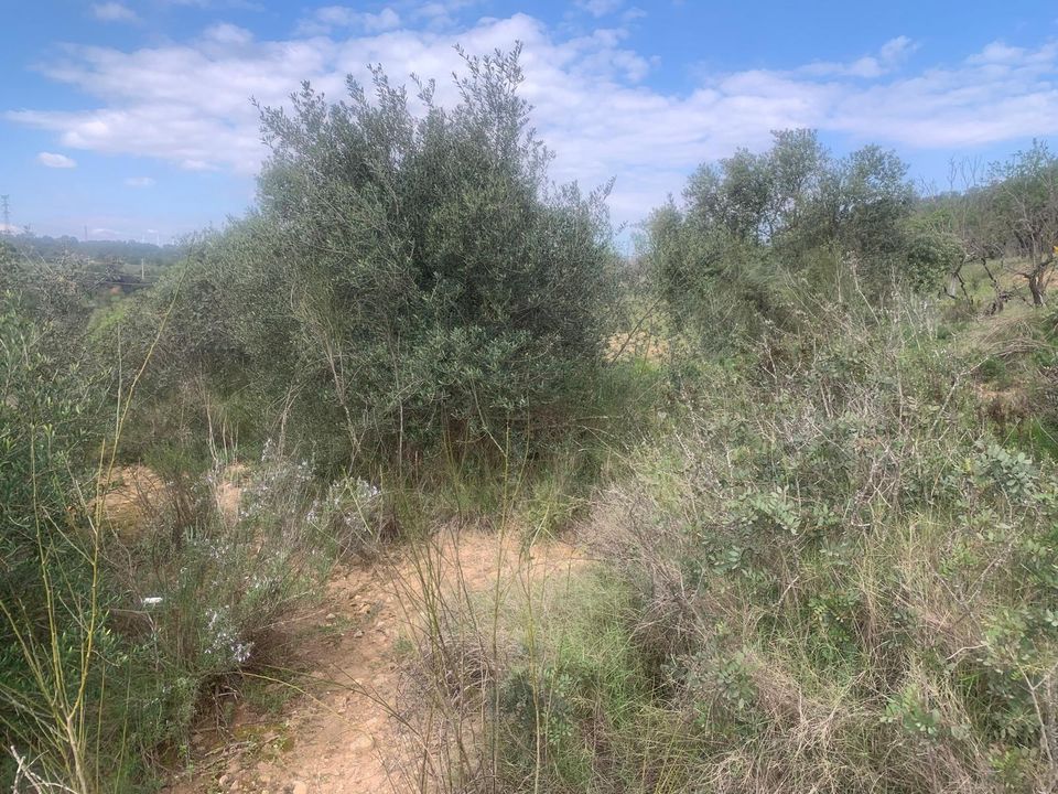Helårsgrund i Garcia, Tarragona - foto 2