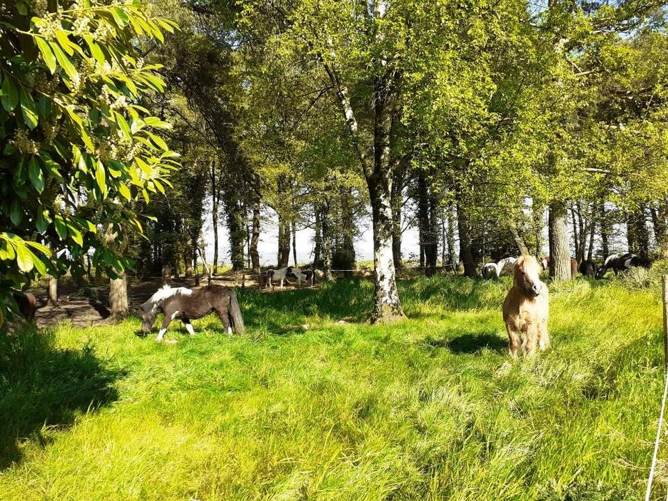 Erhvervsejendom i Malguénac, Morbihan - foto 5