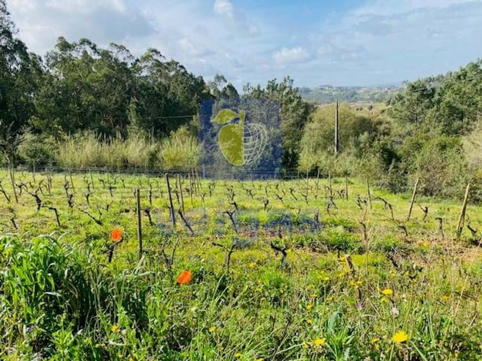Helårsgrund i Caldas da Rainha, Leiria - foto 4
