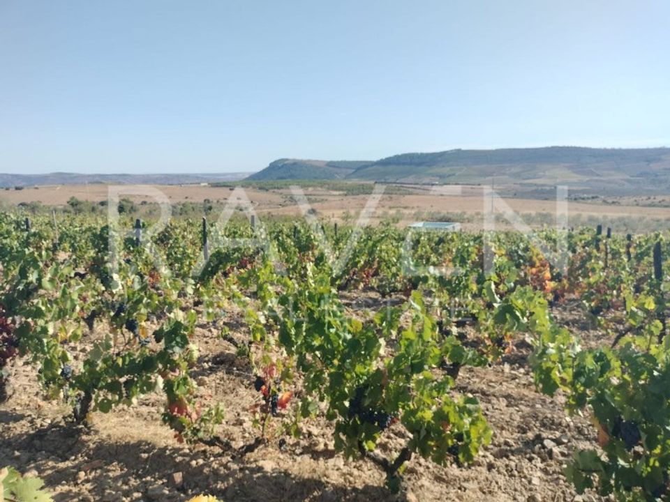 Farm i Freixo de Espada a Cinta, Braganca - foto 2