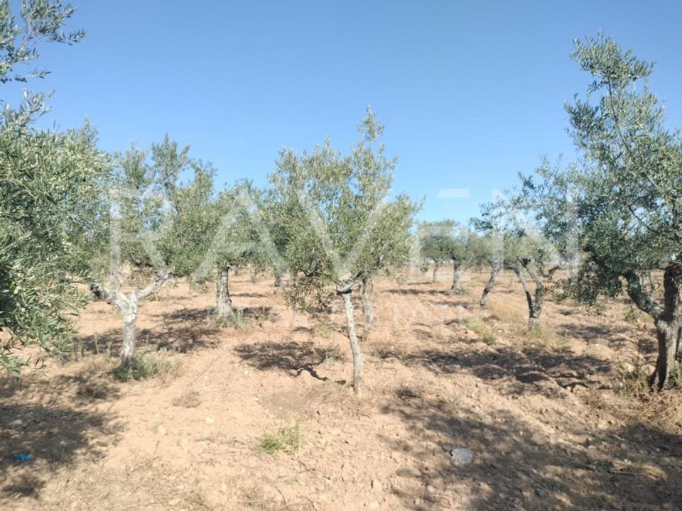 Farm i Freixo de Espada a Cinta, Braganca - foto 5
