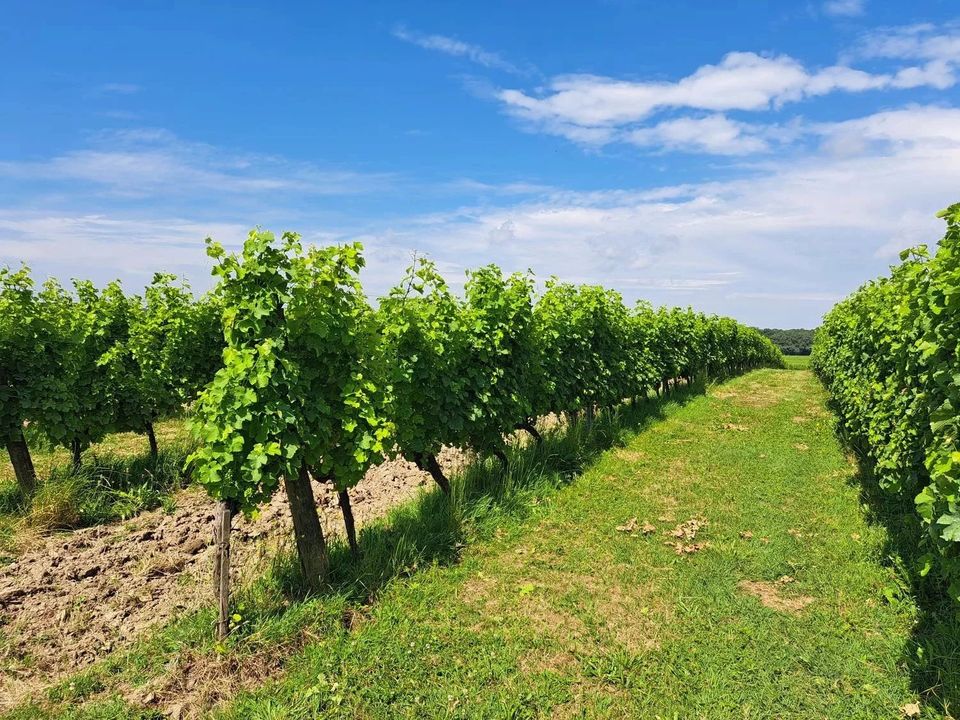 Landejendom i Sauveterre-de-Guyenne, Gironde - foto 3