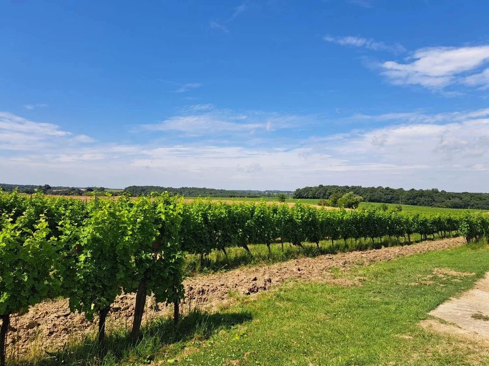 Landejendom i Sauveterre-de-Guyenne, Gironde - foto 4