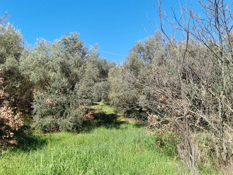 Herregård i Ozieri, Sassari - bilde 3