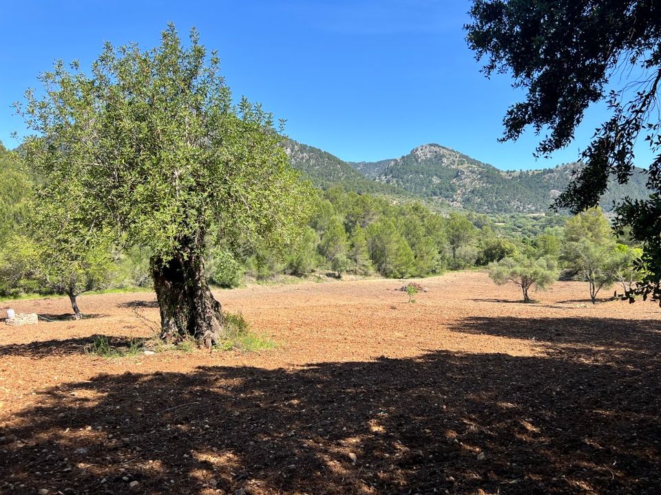 Helårsgrund i Selva, Mallorca - foto 4