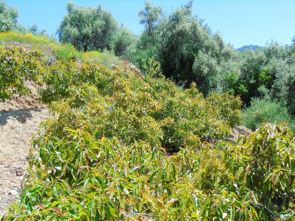 Landejendom i Canillas De Albaida, Malaga - foto 4