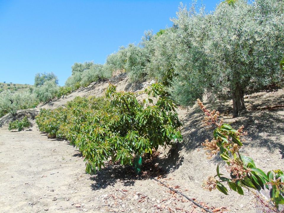 Landejendom i Canillas De Albaida, Malaga - foto 5