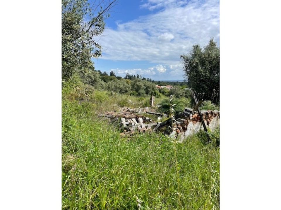 Tomt i Montargil, Portalegre - bilde 3