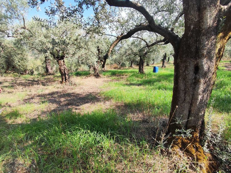 Erhvervsejendom i Guidonia Montecelio, Rome - foto 3