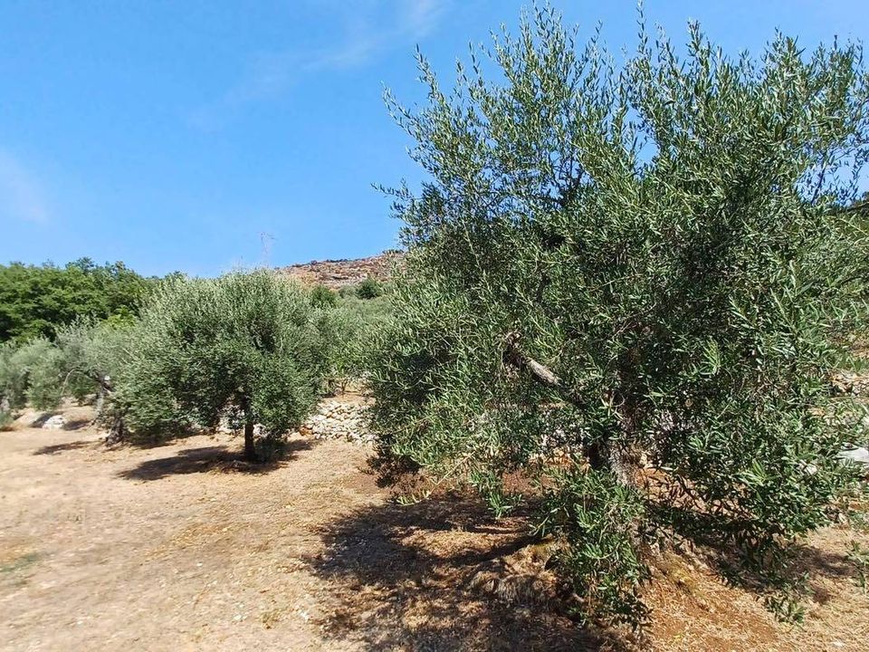 Tomt i Maenza, Latina - bilde 4