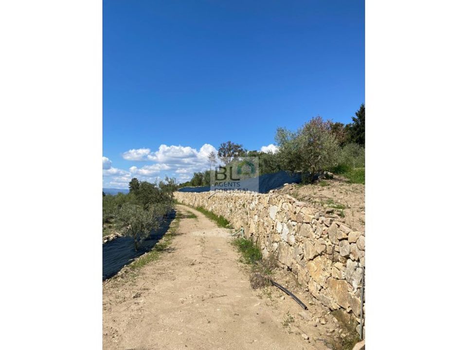 Farm i Lamego, Viseu - foto 4