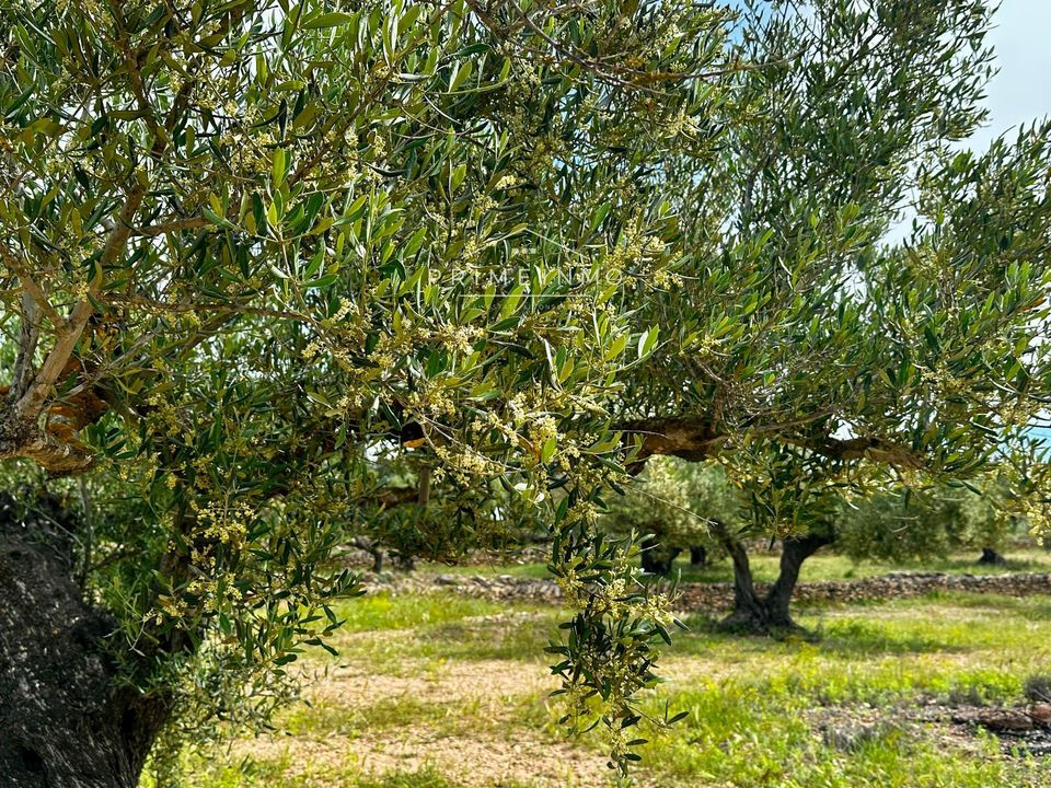 Finca i L'Ametlla De Mar, Tarragona - foto 4