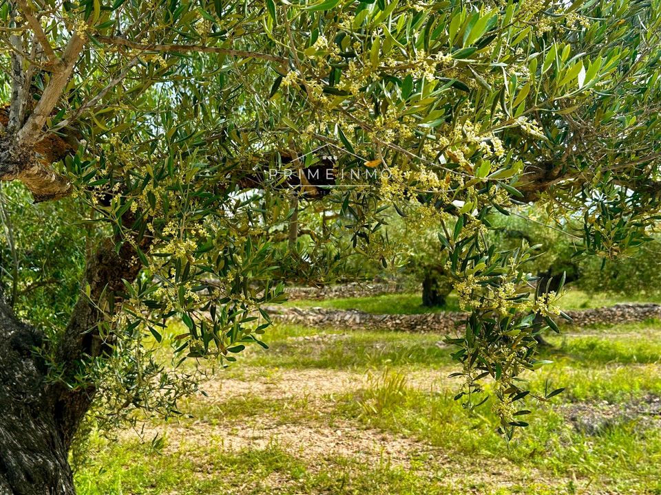Finca i L'Ametlla De Mar, Tarragona - foto 5