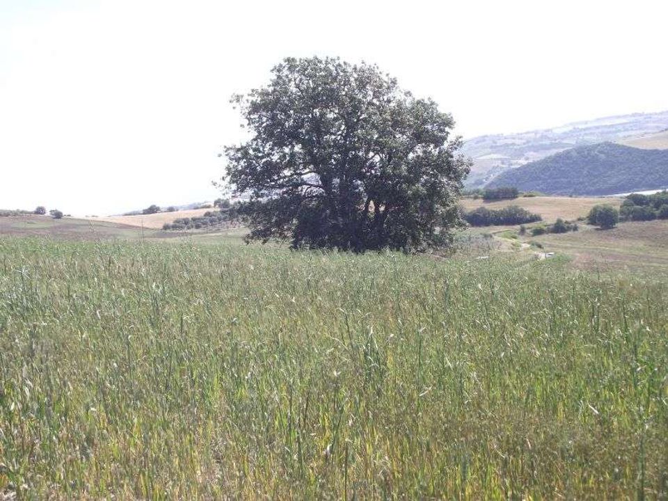 Terreno en Guardialfiera, Campobasso - foto 4