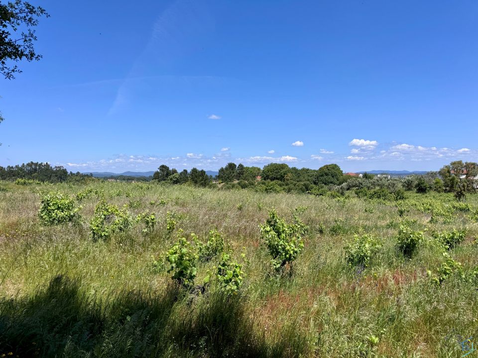 Helårsgrund i Tomar, Santarem - foto 5