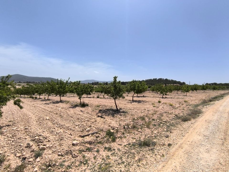 Helårsgrund i Pinoso, Alicante - foto 2