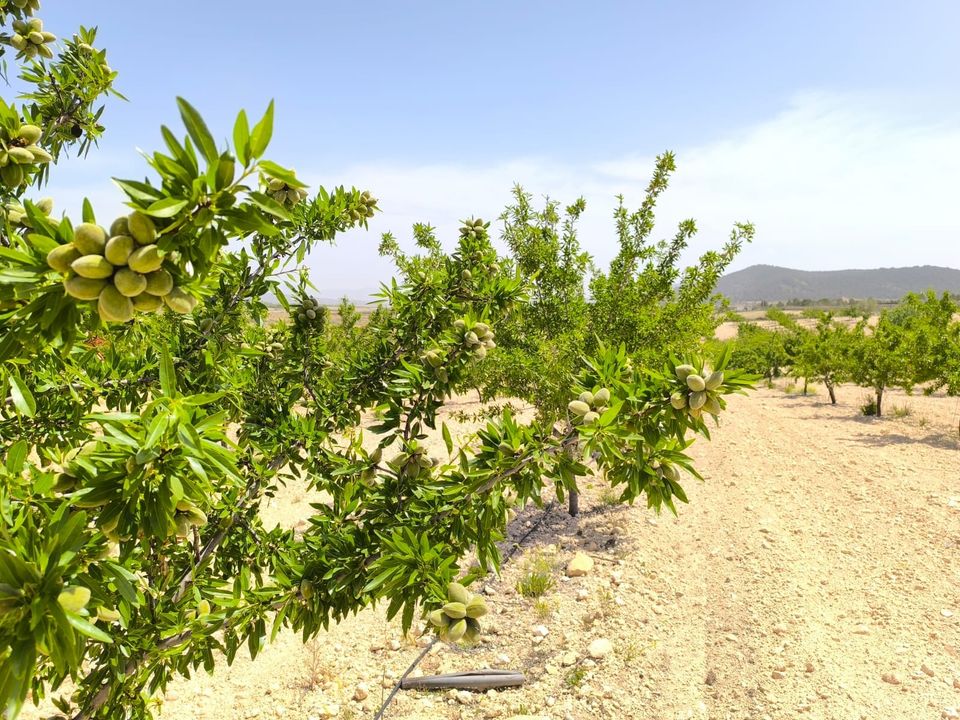 Helårsgrund i Pinoso, Alicante - foto 4