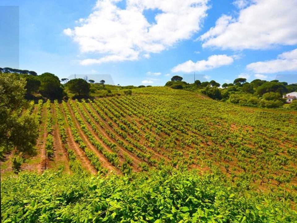 Farm i Palmela, Setubal - foto 3