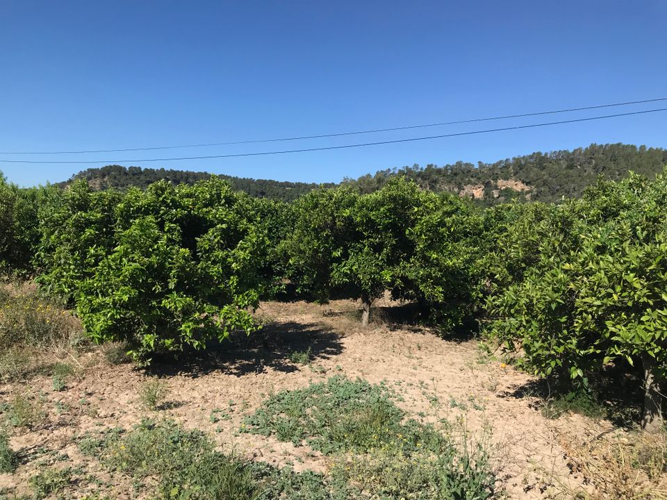 Finca i Benifallet, Tarragona - foto 5