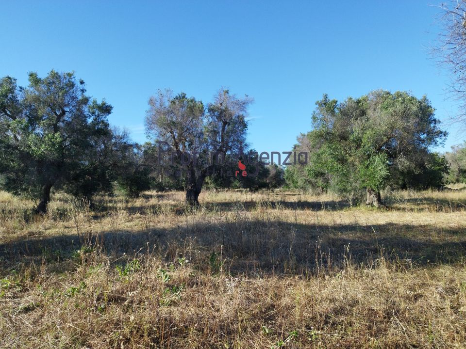 Helårsgrund i Carovigno, Brindisi - foto 3
