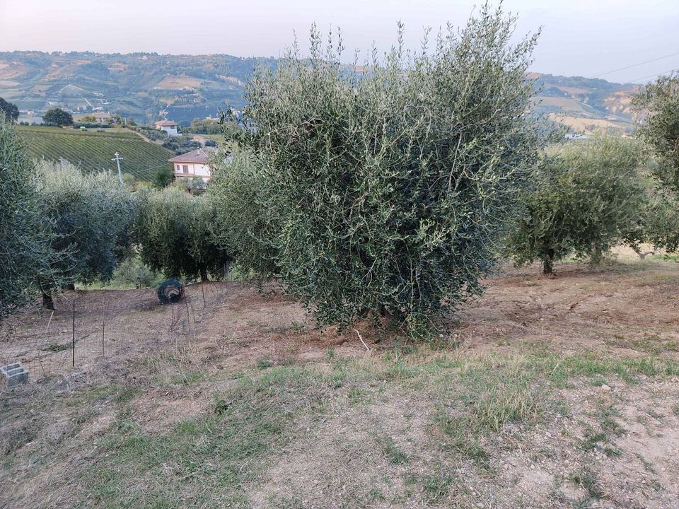 Landejendom i Acquaviva Picena, Ascoli Piceno - foto 5