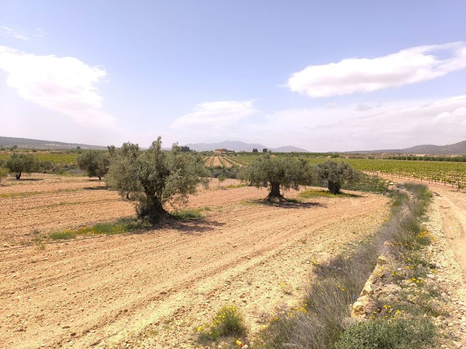 Helårsgrund i Pinoso, Alicante - foto 1