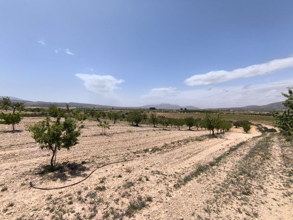 Helårsgrund i Pinoso, Alicante - foto 4