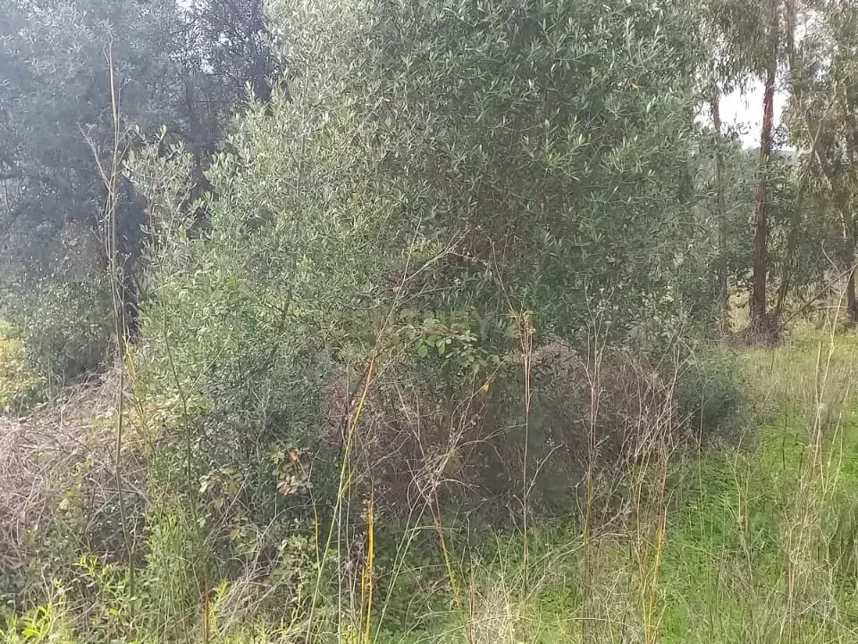 Helårsgrund i Monchique, Faro - foto 5