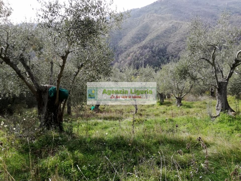 Landejendom i Perinaldo, Imperia - foto 2