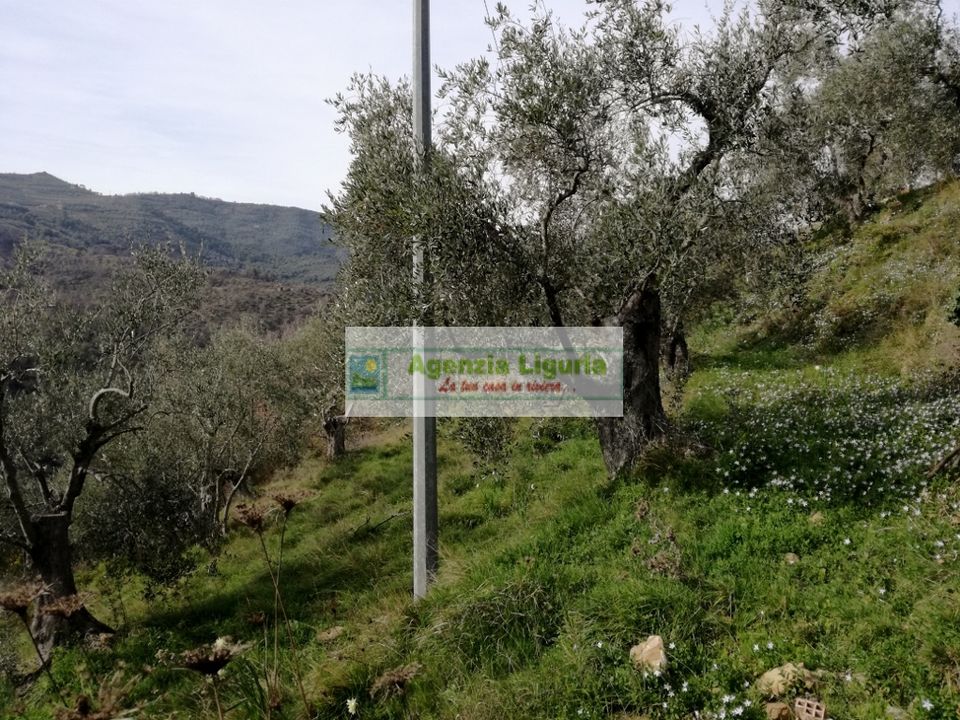 Landejendom i Perinaldo, Imperia - foto 5