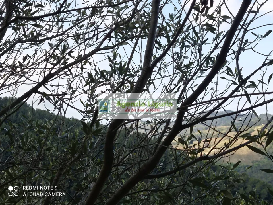 Landejendom i Perinaldo, Imperia - foto 1