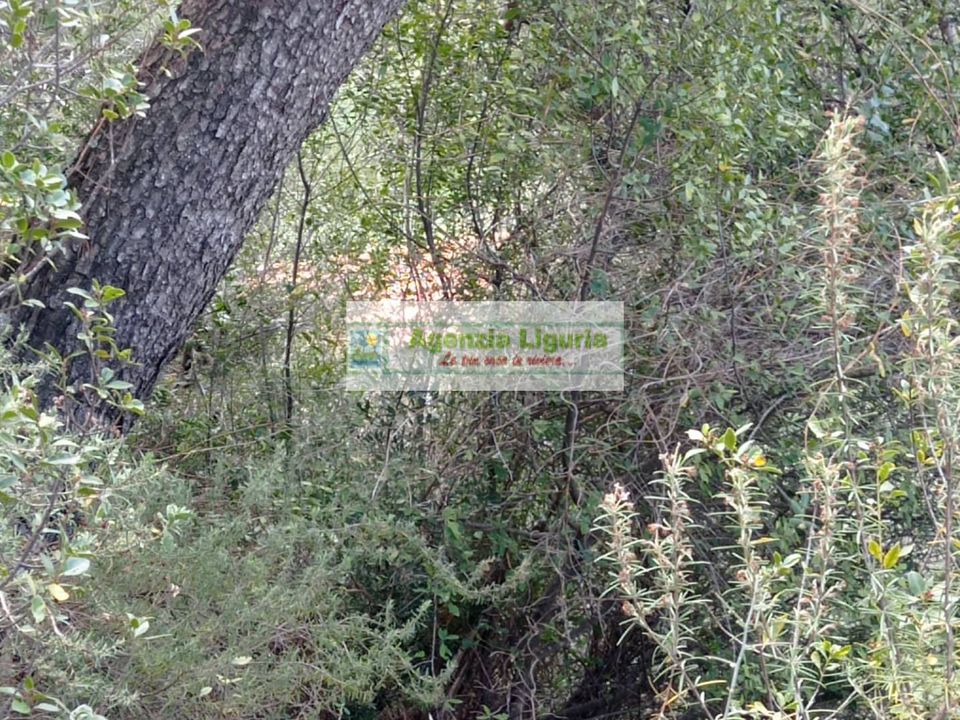 Landejendom i Perinaldo, Imperia - foto 5