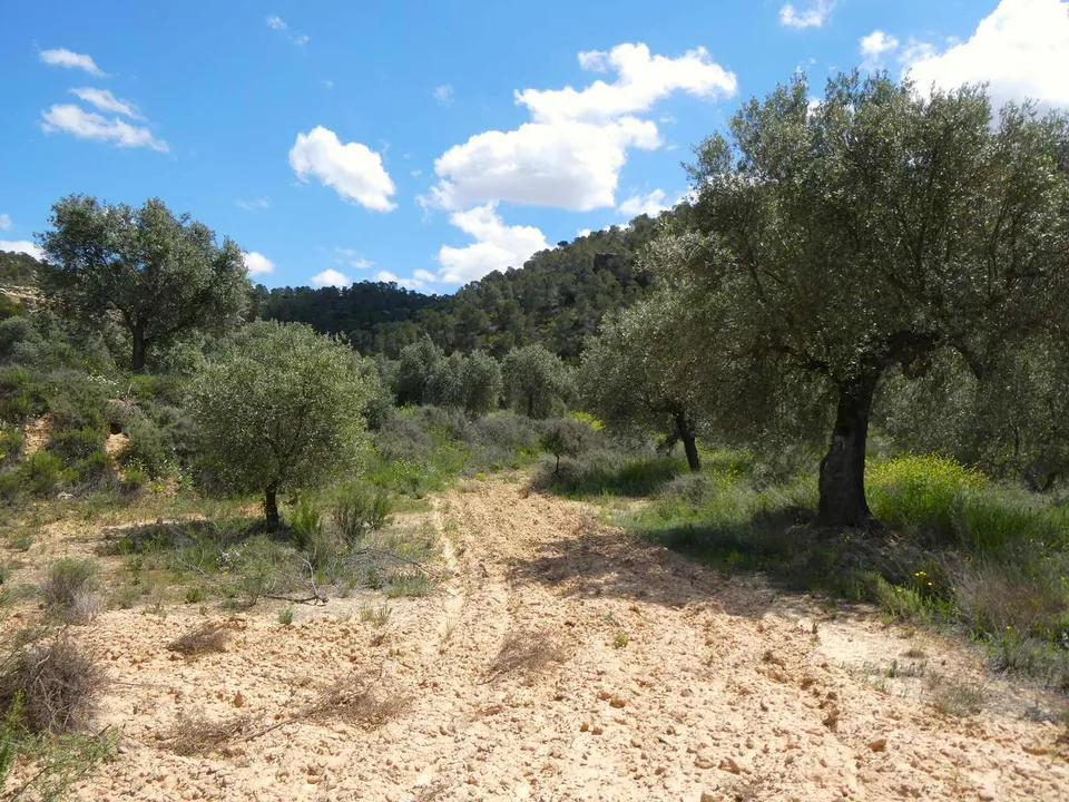 Finca i Maella, Zaragoza - bilde 4