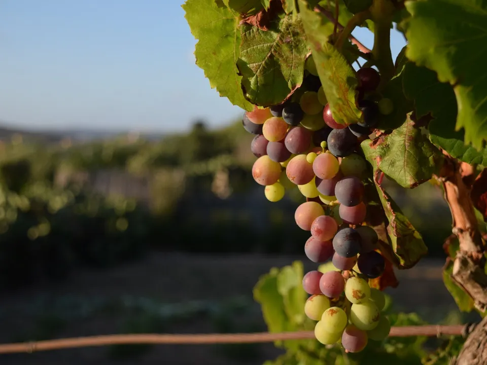 Farm i Caux, Herault - foto 2
