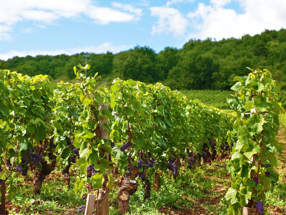 Farm i Caux, Herault - foto 5