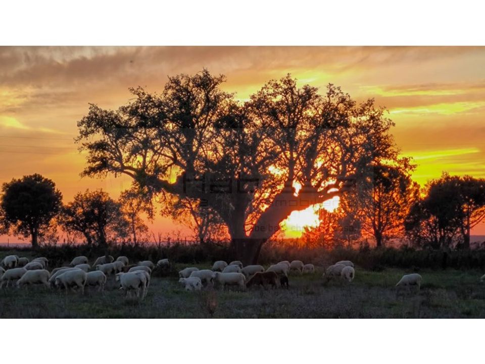 Farm hus i Mora, Evora - foto 3
