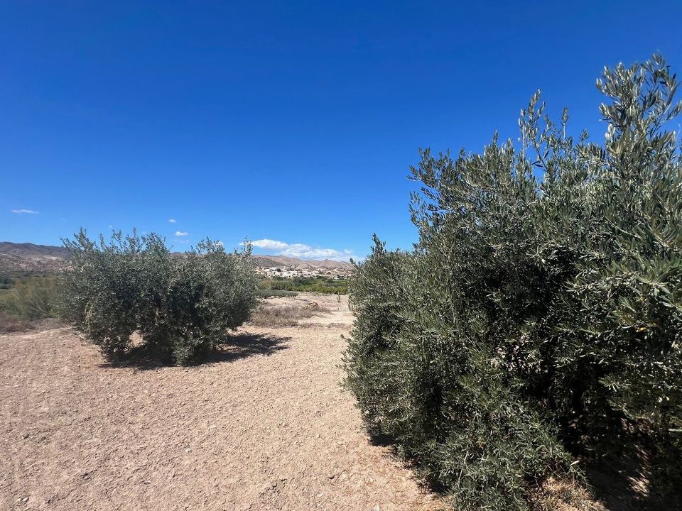 Herregård i Arboleas, Almeria - bilde 5