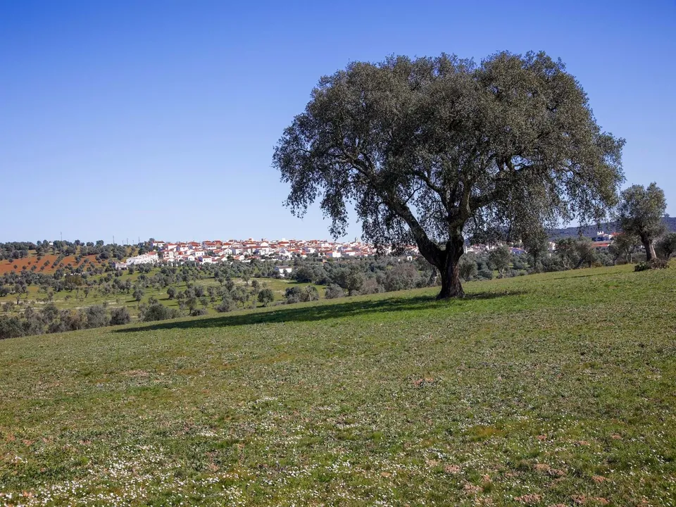 Farm hus i Alter do Chao, Portalegre - foto 2