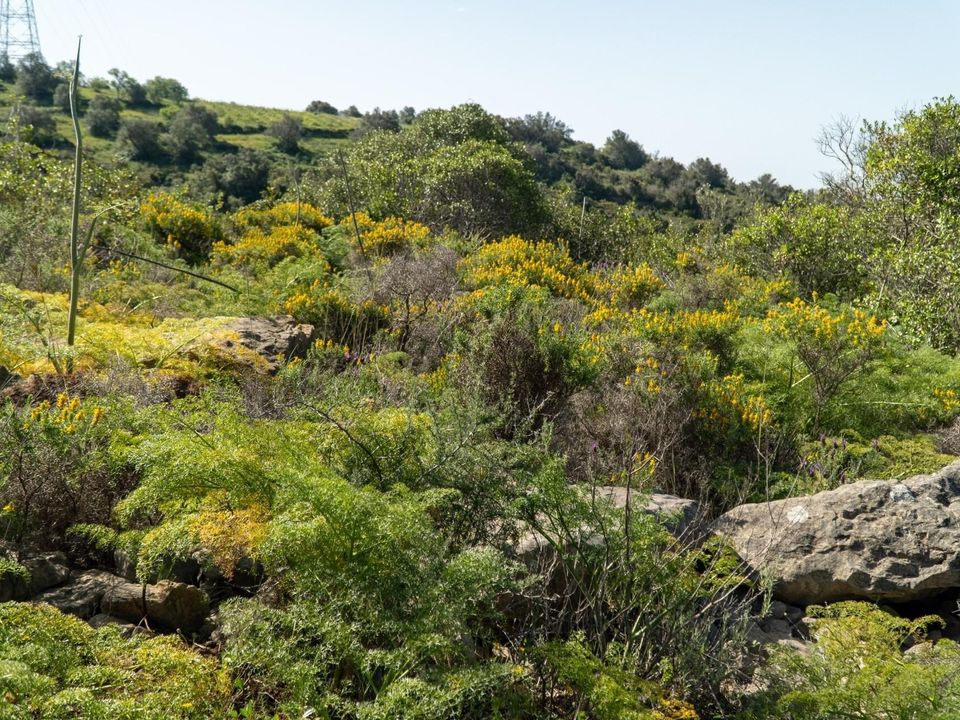 Helårsgrund i Conceicao e Estoi, Faro - foto 2