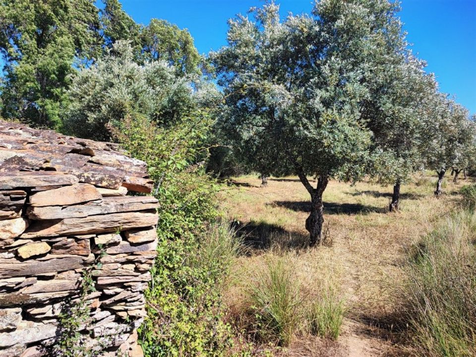 Helårsgrund i Castelo Branco, Castelo Branco - foto 5