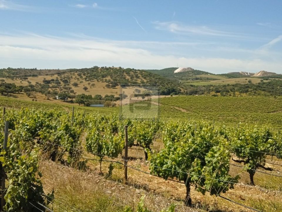 Farm i Borba, Evora - foto 1