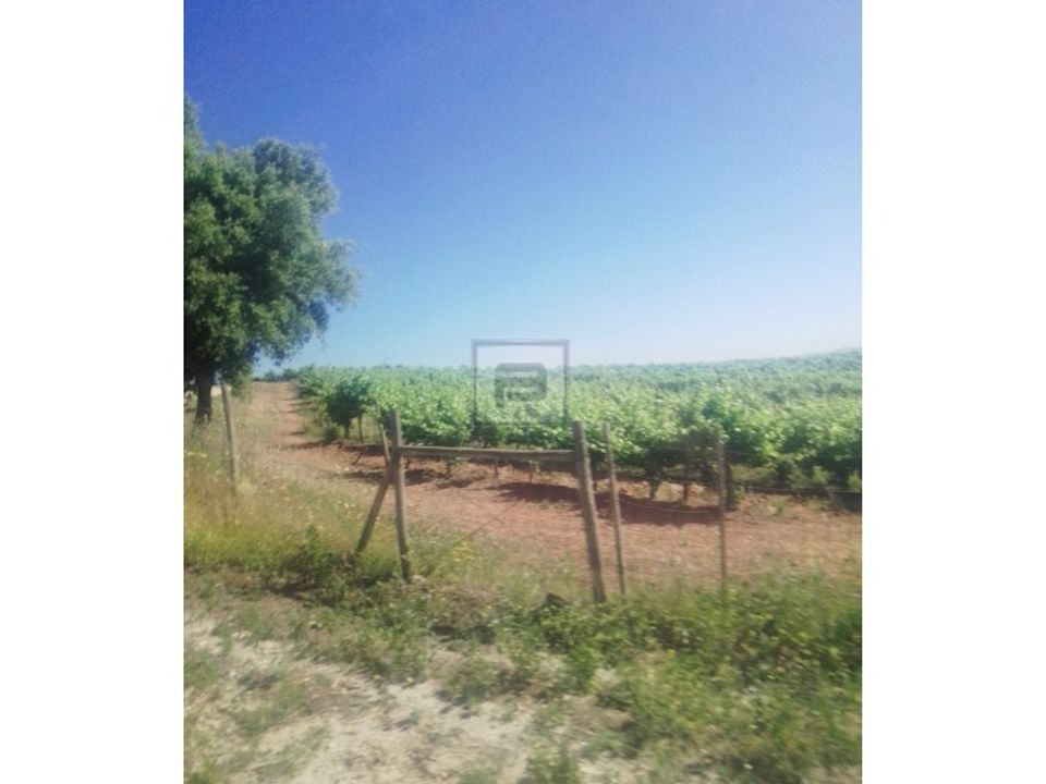 Farm i Borba, Evora - foto 3