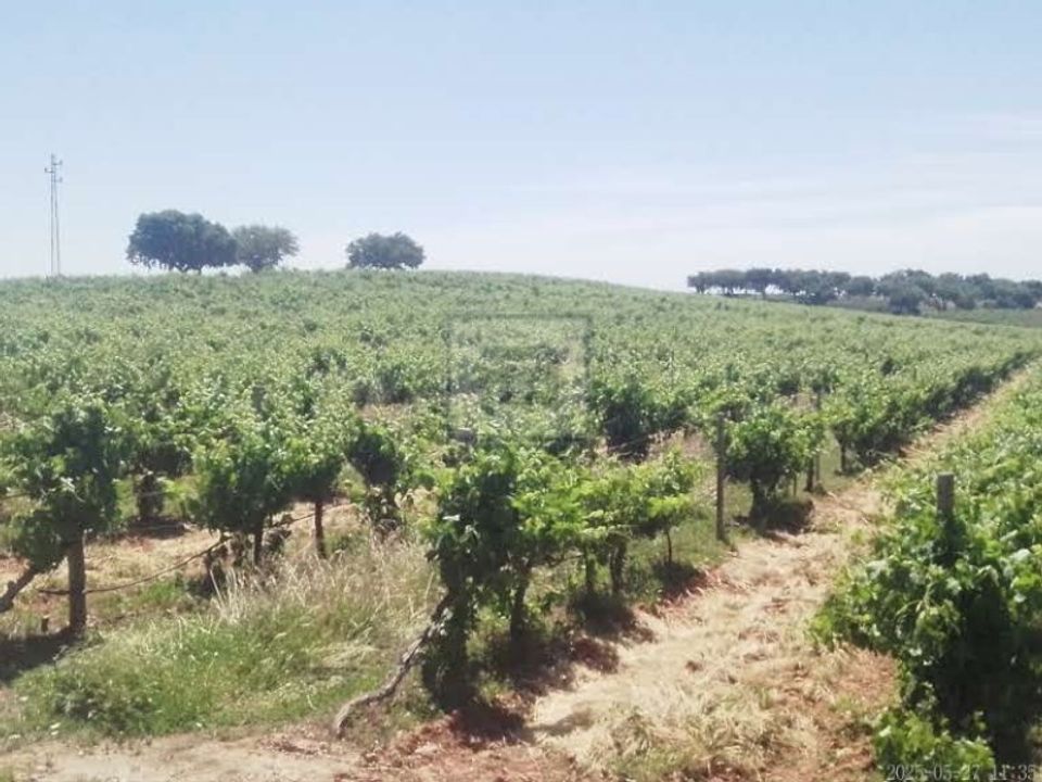 Farm i Borba, Evora - foto 4