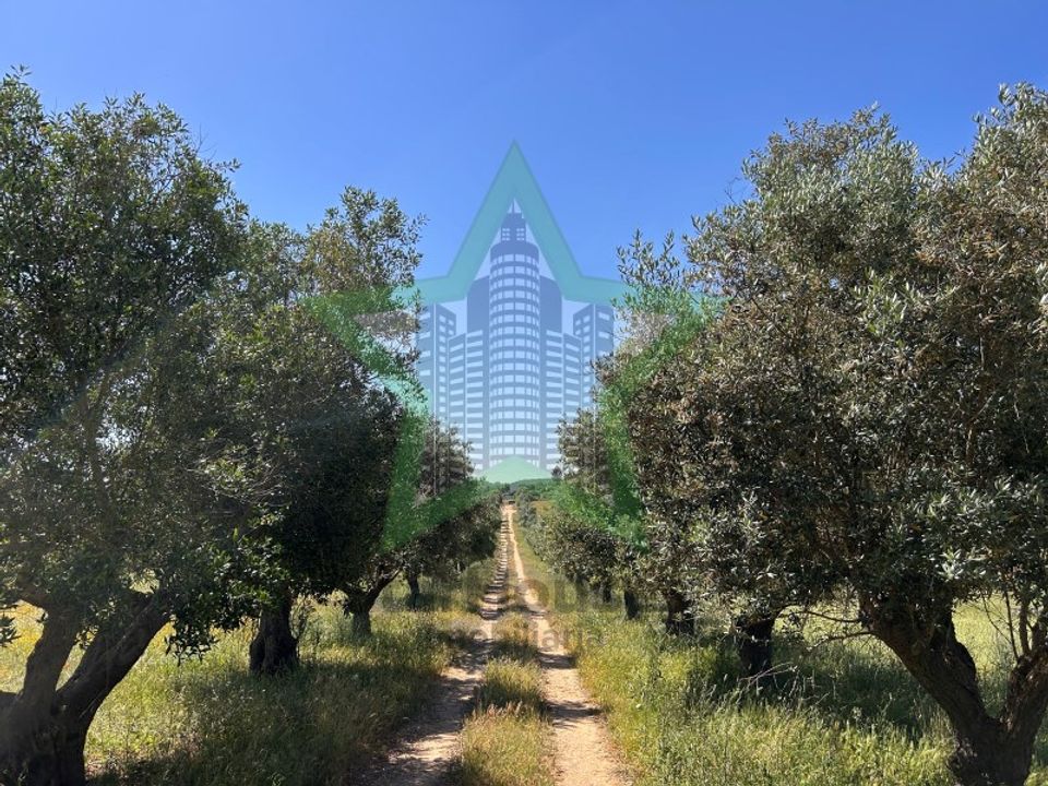 Helårsgrund i Torres Novas, Santarem - foto 3