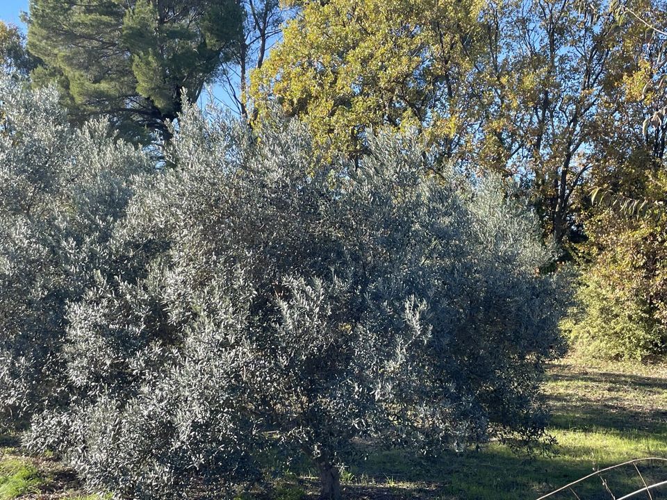 Helårsgrund i Lorgues, Var - foto 2