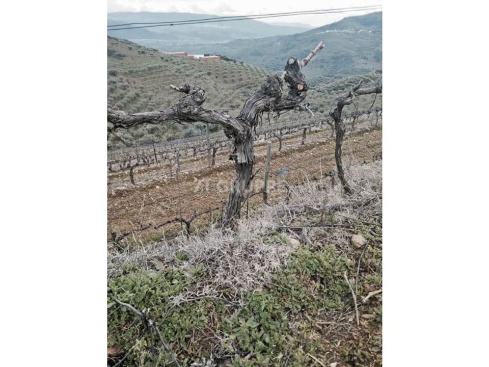 Farm i Vila Flor, Braganca - foto 2