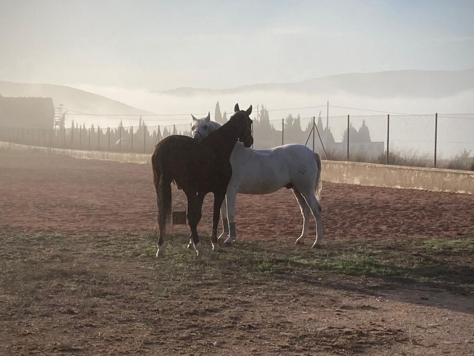 Finca i Torre Del Rico, Murcia - foto 3