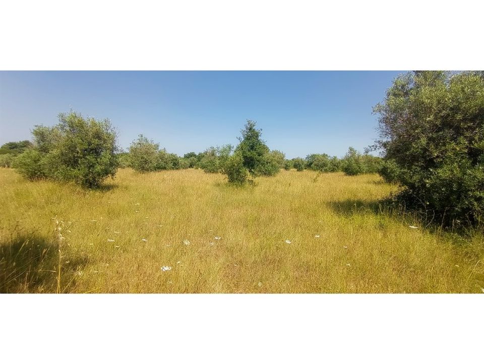 Terra a Alvaiazere, Leiria - foto 1