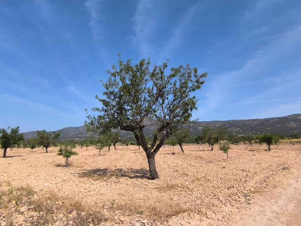 Helårsgrund i Monovar, Alicante - foto 2