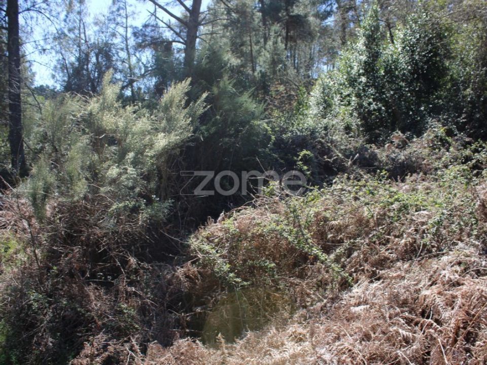 Helårsgrund i Moimenta da Beira, Viseu - foto 5